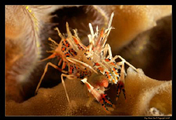 Tiger Shrimp. 
D300, 60mm FA-S Macro by Kay Burn Lim 